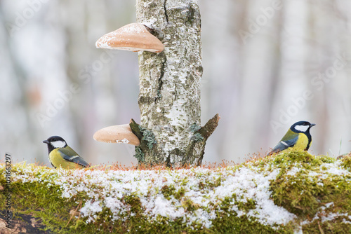 Two great tits on a mossy stump next to a birch trunk with mushrooms photo