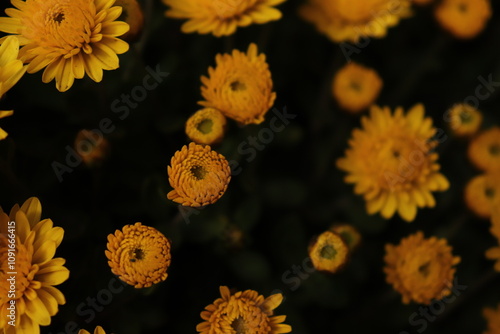 yellow chrysanthemum flowers