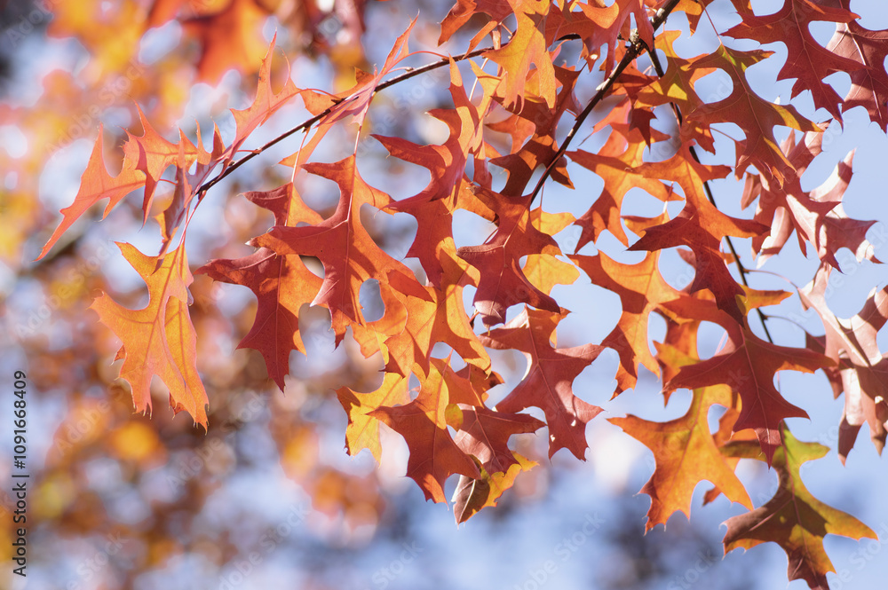 Quercus coccinea red orange yellow leaves during autumn season, ornamental tree