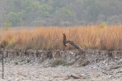 Leopard in its natural habitat
