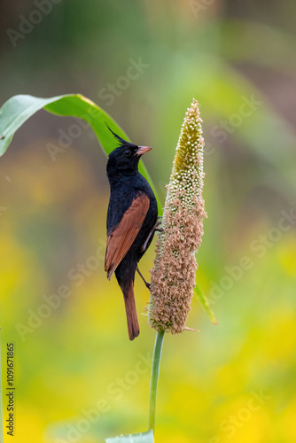 Crested bunting male  photo