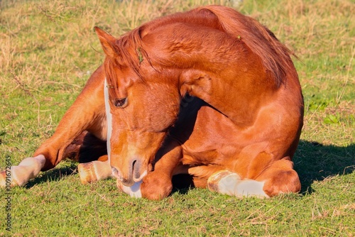 braunes Pferd liegt auf der Weide