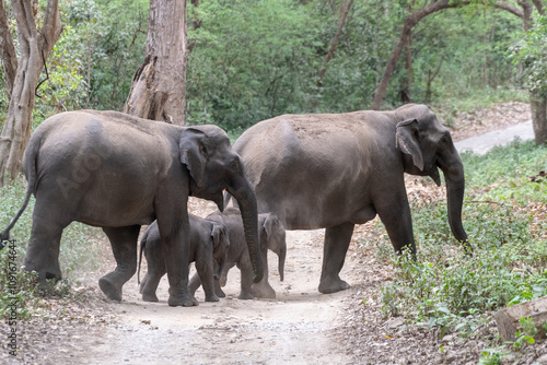 Elephant family crosses the road in Corbett
