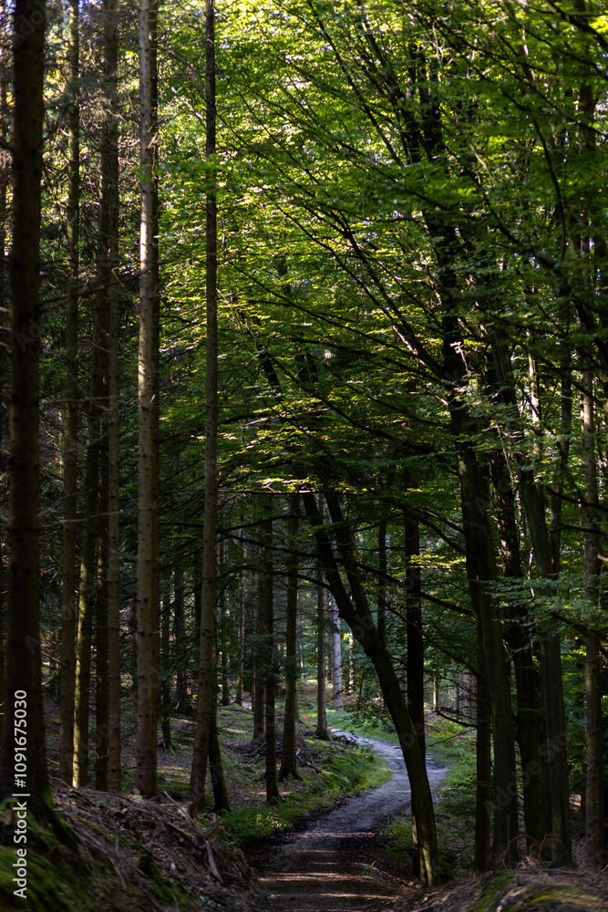 Fototapeta premium path in a dense forest
