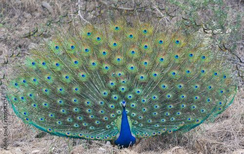India's National Bird - Peacock