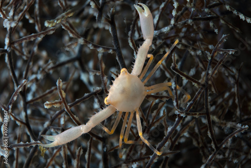 Crowned Coral Crab (Quadrella coronata) in a Black Coral. Photo was taken in North Sulawesi, island Bangka, Indonesia photo