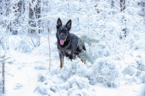 A dog, a German shepherd, plays in the forest in winter among the snow-covered spruces and trees. Portrait of a dog in the winter forest