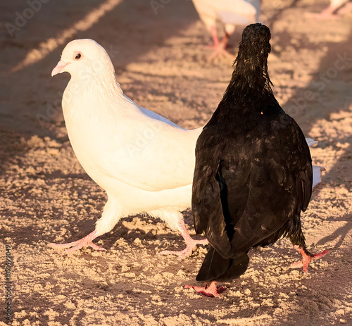 two pigeons on the ground