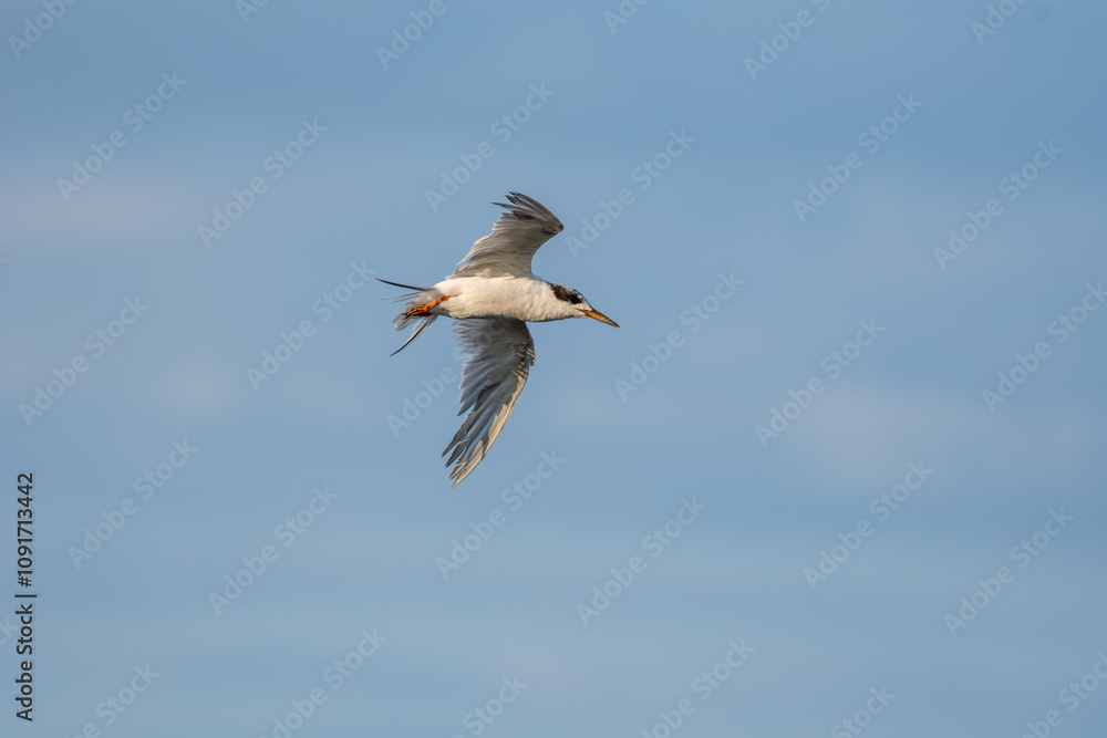 Obraz premium Forster's Tern Flying in the Sky