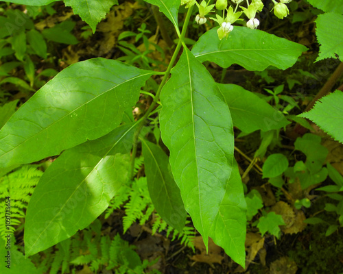 Asclepias exaltata | Poke Milkweed | Native North American Woodland Wildflower photo