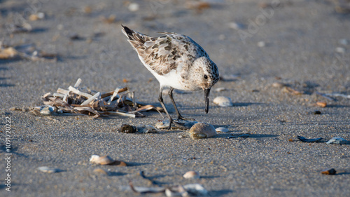 Sanderling Hunting Food on the Beach