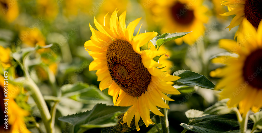Fototapeta premium Sonnenblume im Feld