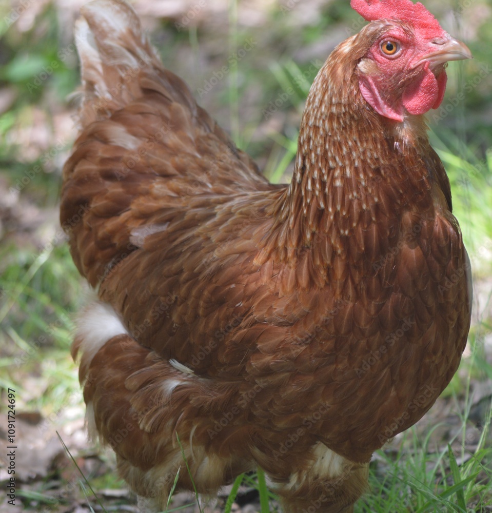 Fototapeta premium Hen Solo
