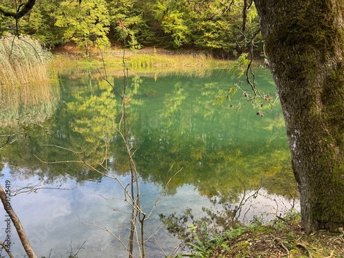 Tranquil Forest Lake with Green Reflections