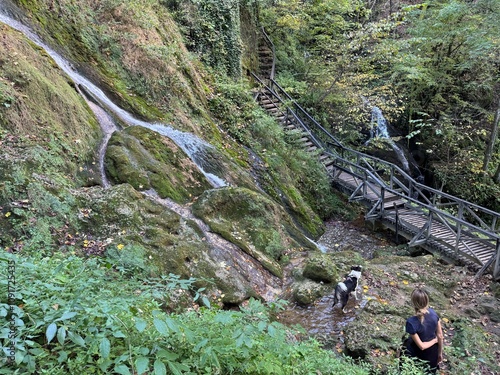 Wooden Bridge and Mossy Waterfall on a Forest Trail with a Dog and Hiker