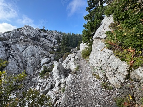 Rocky Mountain Trail through Pine Forest on Velebit Mountain