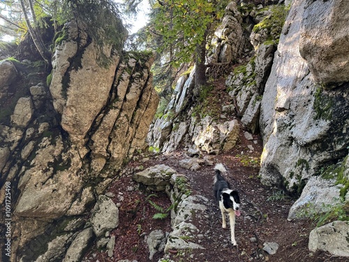 Rocky Forest Trail on Velebit Mountain with Dog