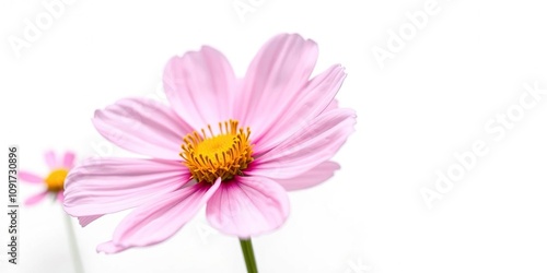 Close-up of cosmos flower on white background, details, floral arrangement
