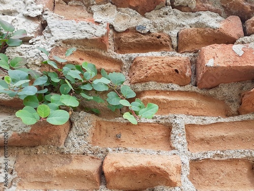 Una pianta verde cresce su di un muro in mattoni erosi dal tempo. photo