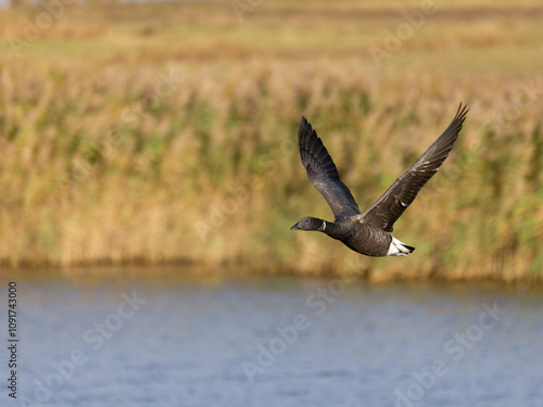 Brent goose, Branta bernicla