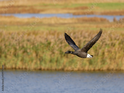 Brent goose, Branta bernicla