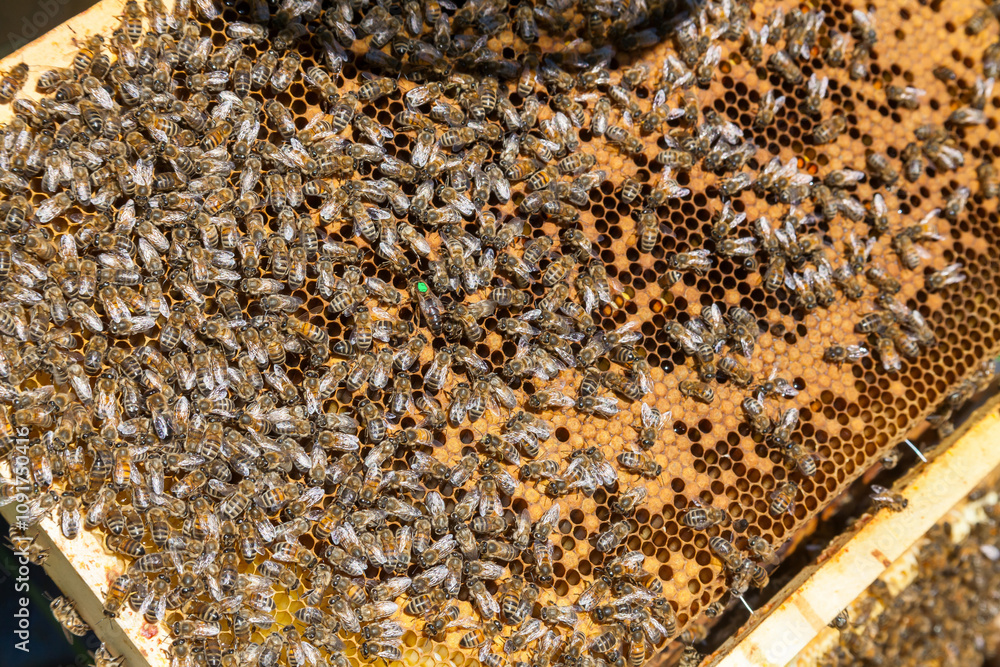 Apiculture - Gros plan sur un cadre de cire recouvert d'abeilles - identification et marquage de la reine Apiculture - Gros plan sur un cadre de cire recouvert d'abeilles - identification et marquage de la reine