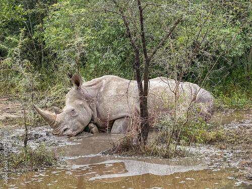 Konstfotografi White rhino wallowing in mud, Mkhaya Game Reserve, Eswatini