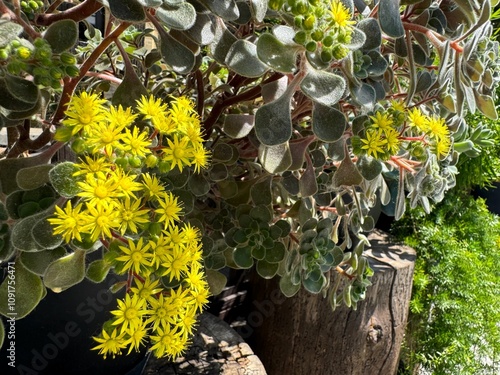 Flowering succulent Aichryson laxum Bramwell, Tree of Love  photo