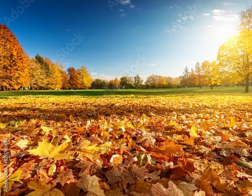 Wallpaper Mural a carpet of beautiful yellow and orange fallen leaves against a blurred natural park and blue sky on a bright sunny day natural autumn landscape Torontodigital.ca