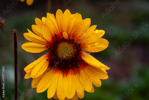 single yellow flower closeup in the garden with green bohke background
