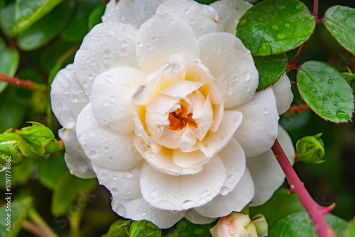 blooming white peony rose with dew on green background with leaves