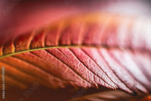 Close-Up View of Radiant Red Fall Leaves in Stunning Detail, Highlighting the Beauty of Autumn’s Palette photo