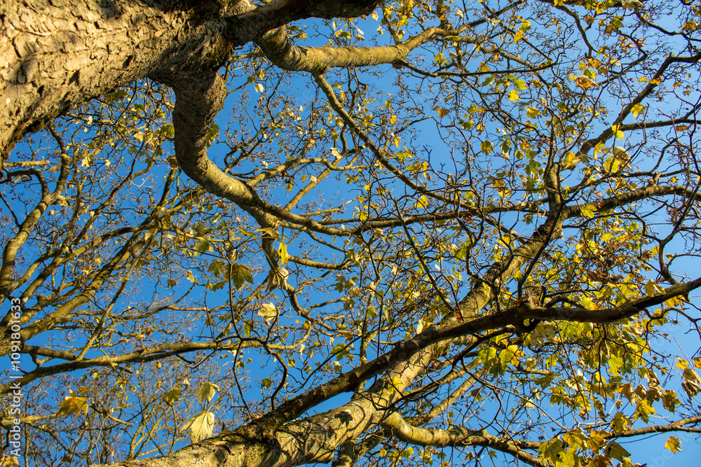 Obraz premium autumn leaves and tree against blue sky