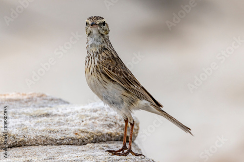 Australasian Pipit standing on sandstone rock habitat photo