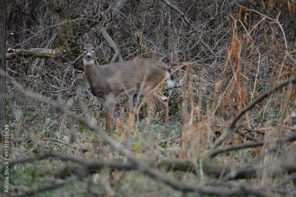 Michigan November Bucks and Does Deer