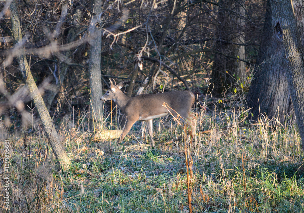 Michigan November Bucks and Does Deer