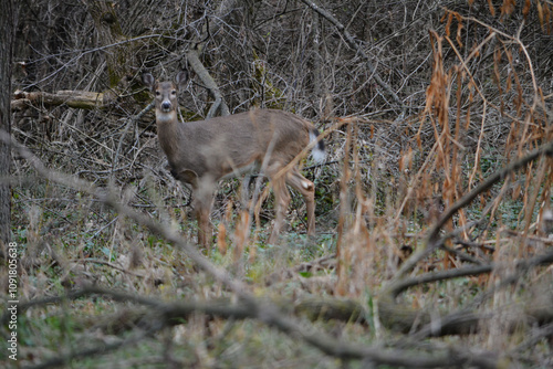 Obraz na płótnie Michigan November Bucks and Does Deer w salonie