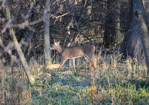 Obraz na płótnie Michigan November Bucks and Does Deer w salonie