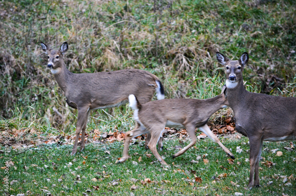 Michigan November Bucks and Does Deer
