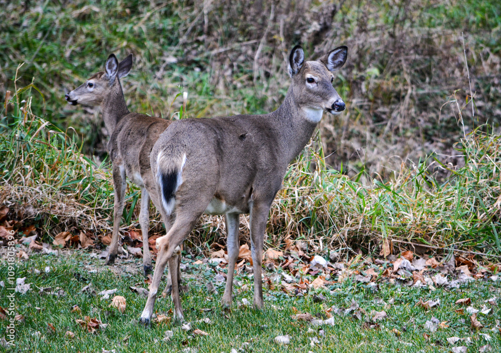 Michigan November Bucks and Does Deer