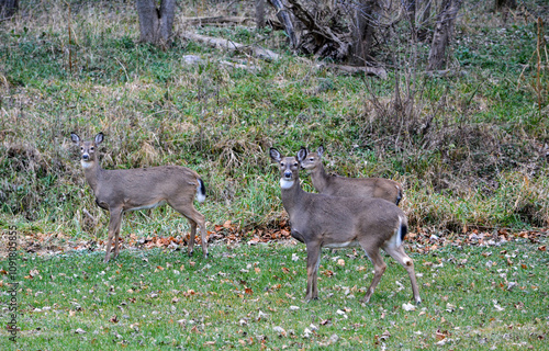 Obraz na płótnie Michigan November Bucks and Does Deer w salonie