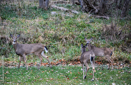 Obraz na płótnie Michigan November Bucks and Does Deer w salonie