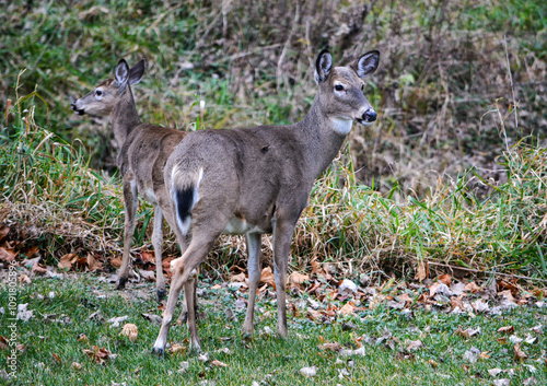 Obraz na płótnie Michigan November Bucks and Does Deer w salonie