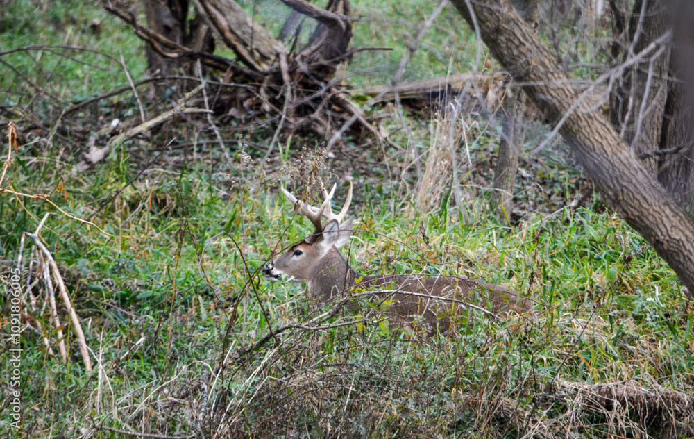 Michigan November Bucks and Does Deer