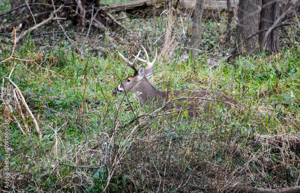 Michigan November Bucks and Does Deer