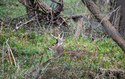 Obraz na płótnie Michigan November Bucks and Does Deer w salonie
