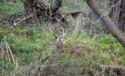 Obraz na płótnie Michigan November Bucks and Does Deer w salonie