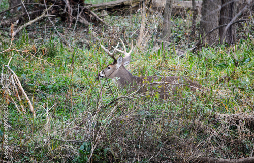 Obraz na płótnie Michigan November Bucks and Does Deer w salonie