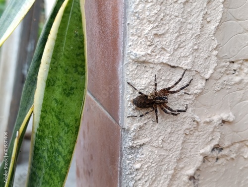 spider on a web