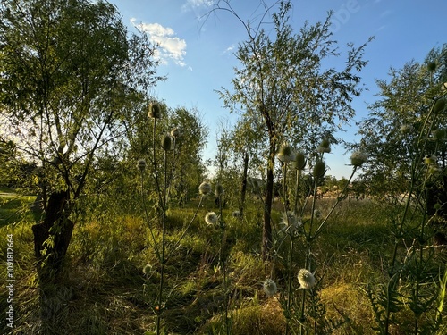 Dipsacus laciniatus flowers blooming. Blooming cutleaf teasel in summer. Thistle cut leaf teasel or fullonumin inflorescence. Family Caprifoliaceae. Growing in natural areas. Natural thorn photos.
 photo